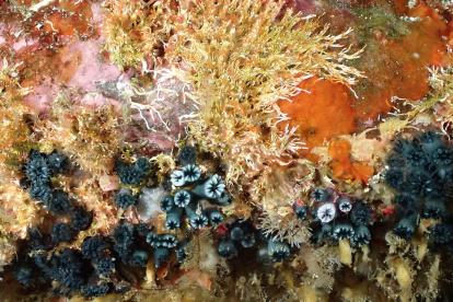 Estudio. El coral solitario indica el cambio de temperaturas del agua.