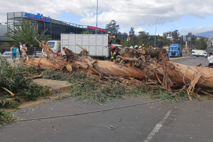 El árbol cayó en la av. Interoceánica, una vía que cocenta Quito con Tumbaco.