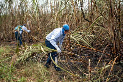Cosecha. El corte de la caña de azúcar se inicia en julio y se extiende hasta diciembre del mismo año.