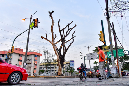 Hay todavía árboles muertos que se alzan en varias zonas de la urbe porteña.