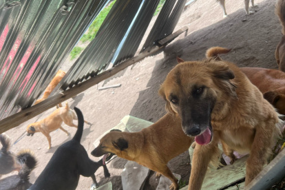 Los perros rescatados quedaron sin refugio tras el remolino que destruyó el albergue Lucky Bienestar Animal en Quito.