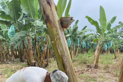 La provincia más afectada es Los Ríos, mientras que en Guayas se confirmó el único foco activo, ubicado en Tenguel.