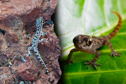 La salamanquesa fue hallada viva tras más de una década sin registros en la isla Rábida