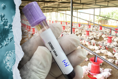 Ecuador superó los 700 días sin brotes de influenza aviar en granjas comerciales