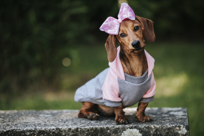 Abriga a tus mascotas solo si lo necesitan