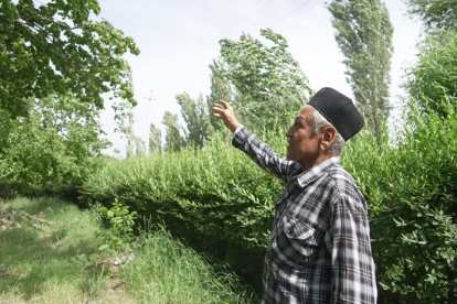 El agricultor de albaricoques tayiko Uktam Kuziev, de 72 años, recorre su jardín en la ciudad de Isfara, en el norte de Tayikistán, el 23 de mayo de 2025.