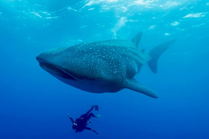 Esta enorme criatura puede crecer hasta 40 pies de largo, pero a pesar de su tamaño, es considerado un amable gigante.