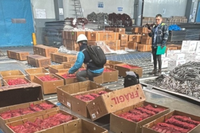 Los cangrejos vivos que se detectan en el aeropuerto de Quito.