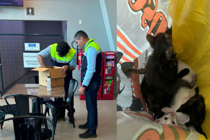 Gatitos fueron rescatados tras ser dejados en saco en terminal de Guayaquil.