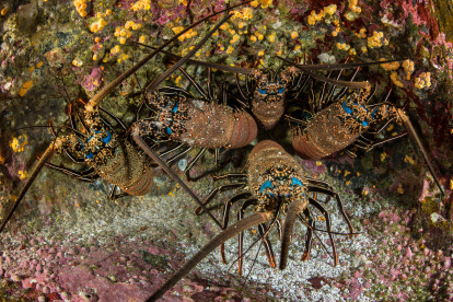 Los "malos" ya no se pueden escapar: los satélites delatan los buques de pesca ilegal