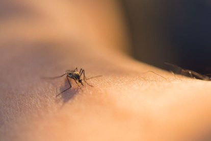 Se identificaron especies similares en otras provincias como Esmeraldas, Manabí, Pichincha, Santo Domingo de los Tsáchilas e Imbabura.