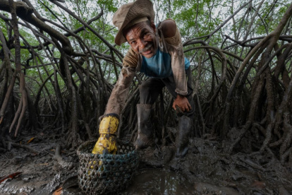 El proyecto Manglares para el Clima, financiado por el Green Climate Fund, tiene como meta en los próximos seis años aumentar la conservación a 150.000 hectáreas