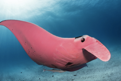 La única mantarraya rosa conocida en el mundo, apodada Inspector Clouseau, fue captada nadando cerca de la isla Lady Elliot, Australia.
