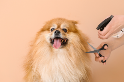 Elegir una buena alimentación para tu mascota no solo prolonga su vida, también mejora su calidad, empezando por lo que más se ve: su piel y su pelo.