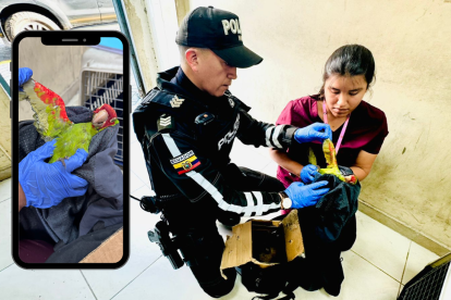 Los cuatro loros fueron encontrados en la mochila que llevaba el sujeto, quien fue detenido.