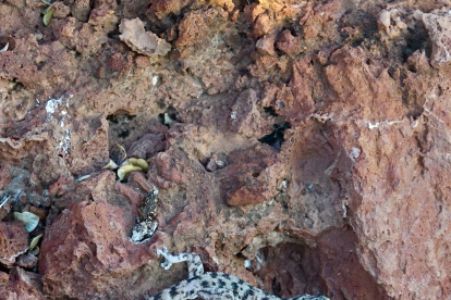 Salamanquesa es redescubierta en la isla Rábida del archipiélago.