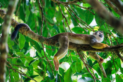 Este corredor brinda rutas esenciales para que jaguares, tapires amazónicos, monos lanudos y otras especies.