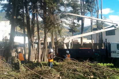 Trabajadores municipales han intensificado la poda de árboles, en medio de la alerta por fuertes vientos en Quito.