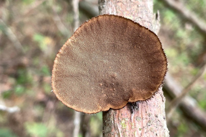 UTPL descubre 47 especies de hongos en Arenillas: alerta por el bosque seco tropical en riesgo