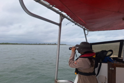 Guardaparques buscan a la ballena.