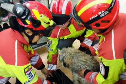 Bomberos de Quito rescatan a perrita que estaba en labor de parto en un balcón de una vivienda en el Centro Histórico.