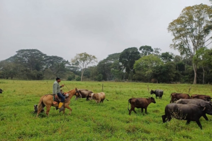 Una de las fincas ganaderas de Balzar que va a participar en la feria.