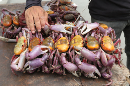 Referencial. SENAE frustra envío ilegal de mariscos a Estados Unidos30-12-2023-Vendedor de cangrejo.