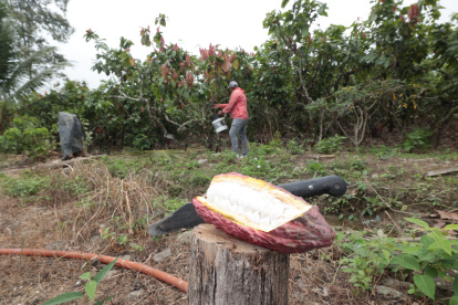 En 2024, la superficie plantada de cacao a nivel nacional fue de 612.453 hectáreas. La producción se concentra en la provincia de Los Ríos con el 30,4 %, según el INEC.
