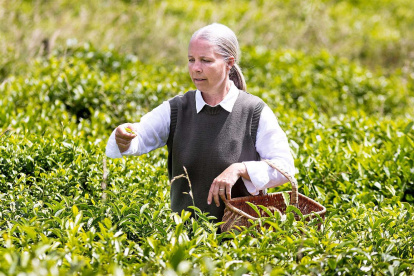 Para la investigación, el equipo utiliza suelos que imitan las condiciones de la Luna y Marte.
