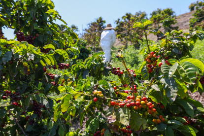 Agricultores advierten que redadas de Trump amenazan seguridad alimentaria de EEUU.
