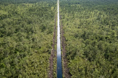 Aporte. Las turberas almacenan alrededor del 44% de todo el carbono cautivo en el suelo.