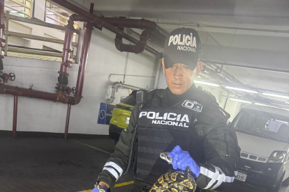 La serpiente paseaba entre las ruedas de un automotor.