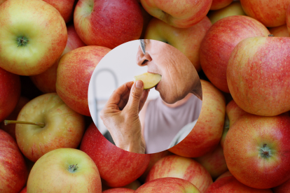 La manzana hervida, suave y nutritiva, es un aliado digestivo recomendado en dietas blandas