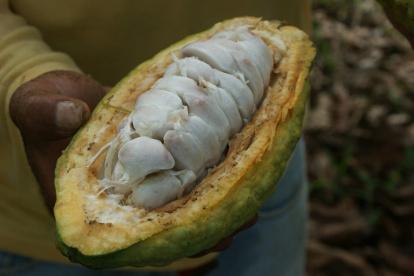 En 2024, los productores de cacao destinaron $ 25 millones para servicios de custodia y seguridad, según la Anecacao (foto referencial).