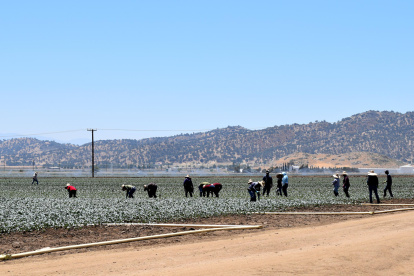 Personas recogiendo un cultivo, en Bakersfield (Estados Unidos).