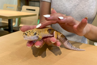 Una persona sostiene un gecko leopardo en una cafetería.