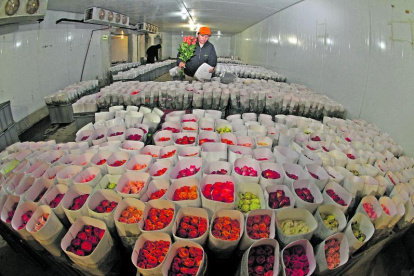 Afectados. El sector florícola es uno de los más afectados y pasará a pagar alrededor del 21 % en arancel.