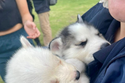 Cachorros eran trasladados ocultos en mochila para ser vendidos en el parque La Carolina, norte de Quito.