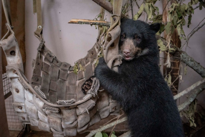 Zoológico de Quito inicia la construcción de un refugio para Sisa, la cría de oso andino rescatada.