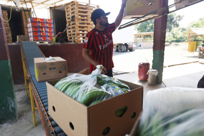 Desde el 7 de agosto de 2025 la exportación del banano de Ecuador paga arancel de 15 % a Estados Unidos.