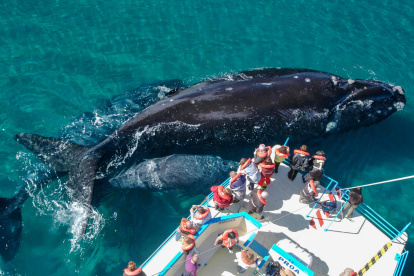 Fotografía que muestra un grupo de personas durante un avistamiento de ballenas en Chubut (Argentina).