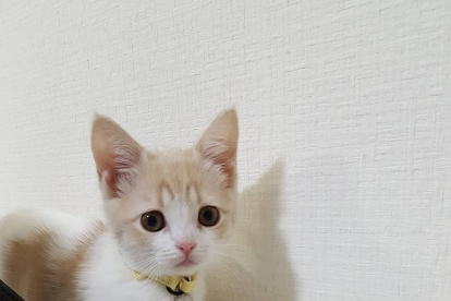 Los gatos son tan impredecibles como tiernos. Conoce más sobre tu mascota favorita.