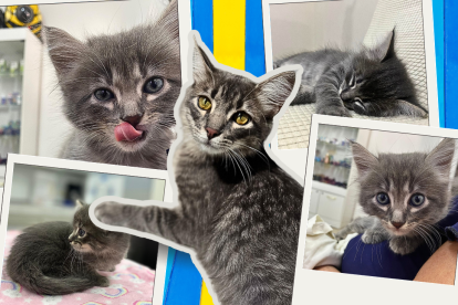 Los gatos han tenido históricamente un fuerte vínculo con los humanos. En la foto: Tito, un gatito guayaquileño.