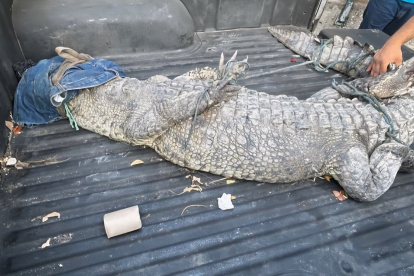 El reptil fue rescatado por la Policía Nacional.
