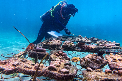 Proyecto. Un buzo observando los arrecifes de coral en las Islas Galápagos, como parte del proyecto de siembra para recuperar los supercorales.