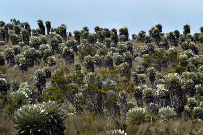 Biodiversidad. Imagen de los páramos andinos en la sierra de Ecuador.