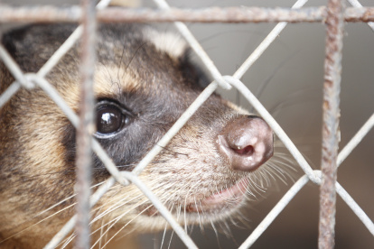 Los animales silvestres que son rescatados en Guayaquil se someten a un proceso largo de reinserción a su hábitat.