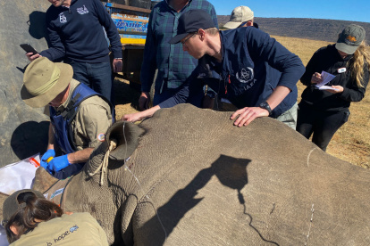 Marcas. Científicos marcan con isótopos radiactivos los cuernos.