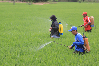 Agricultores fumigan un cultivo de arroz.