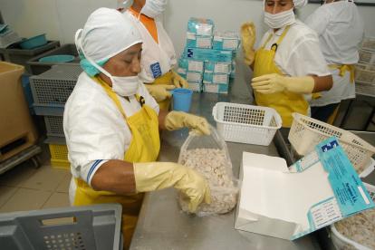 Una empresa donde se empaca el camarón para la exportación.